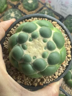 Coryphantha elephantidens inermis