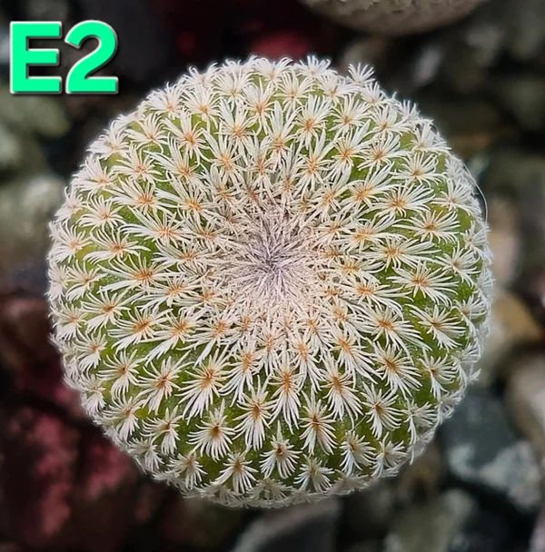 Epithelantha greggii SB 180