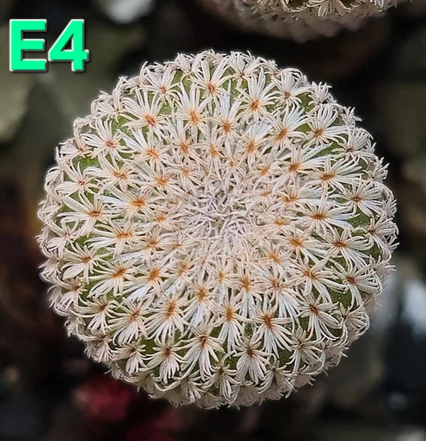 Epithelantha micromeris DSF 714,41