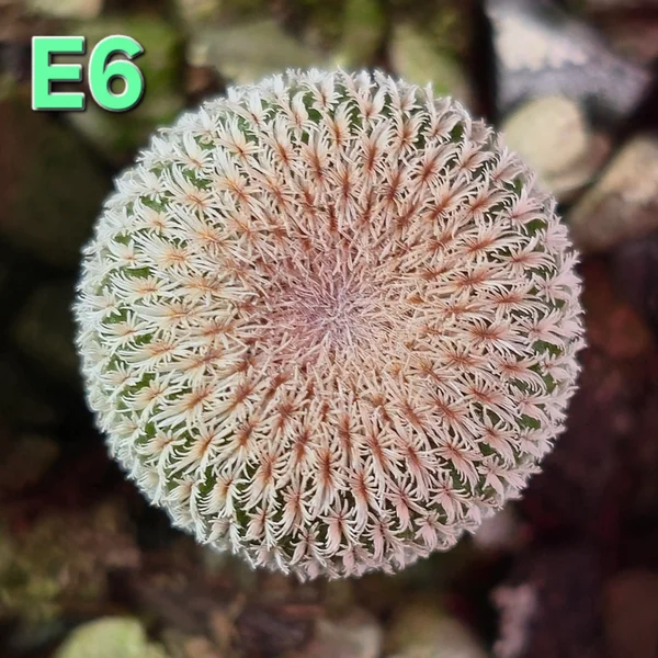 Epithelantha micromeris v.neomexicana