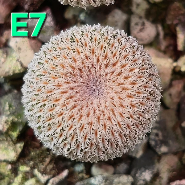 Epithelantha pachyrhiza SB 325