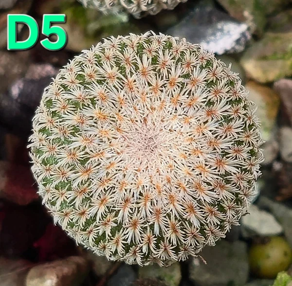 Epithelantha densispina PP 92