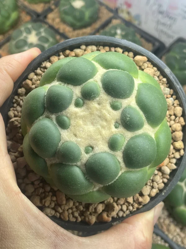 Coryphantha elephantidens inermis