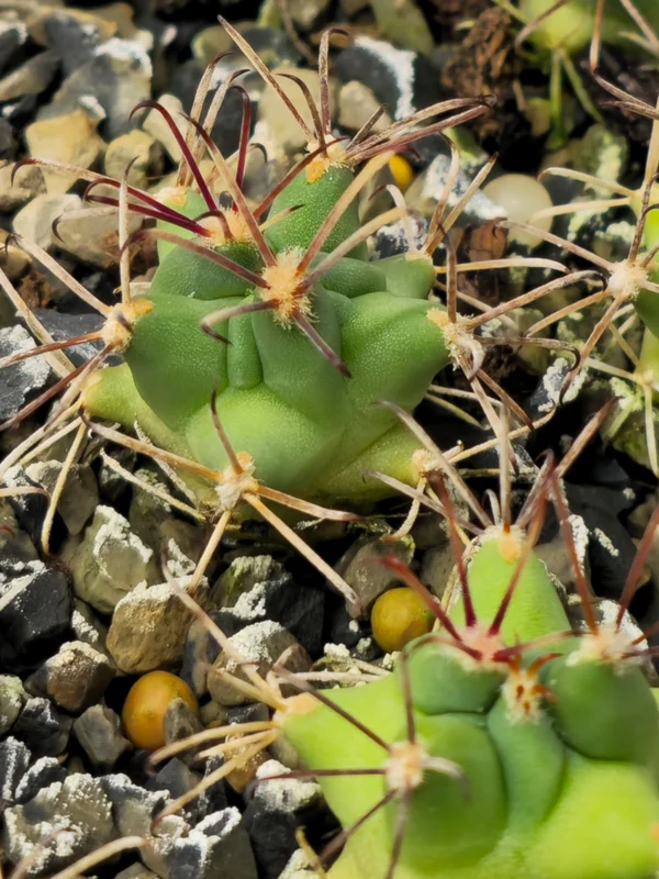Glandulicactus uncinatus DDVM 518 VAN Horn
