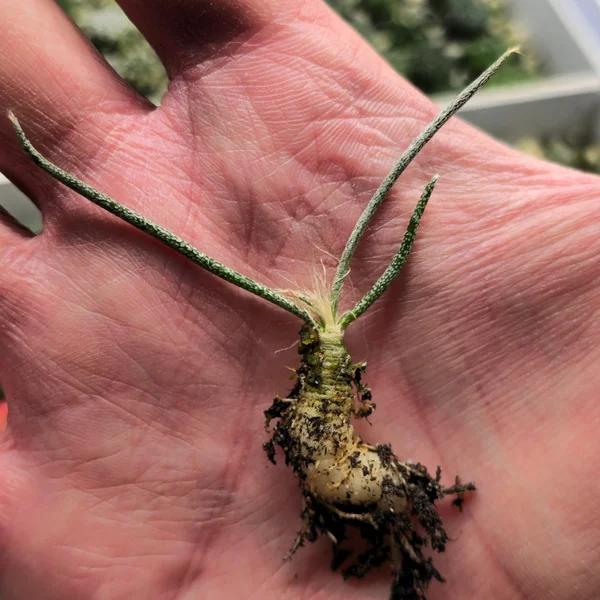 Astrophytum Caput-Medusae