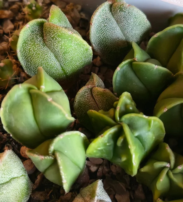 Astrophytum myriostigma tricostatum и другие