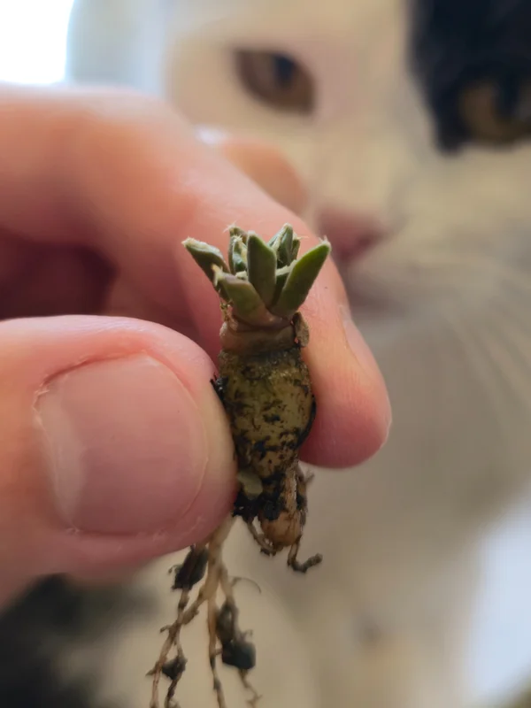 Ariocarpus kotschoubeyanus v.albiflorus SB 1827