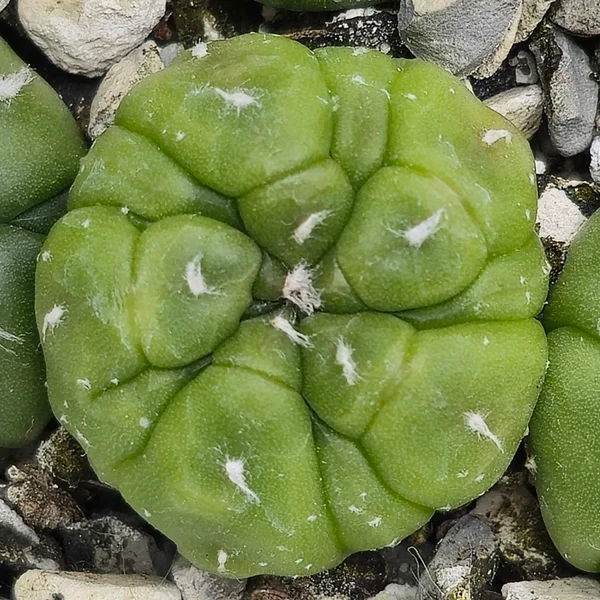 Astrophytum asterias nudum 5ribs Kikko Fukuryu