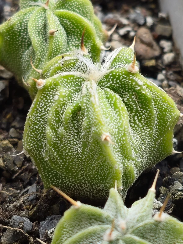 Astrophytum ornatum культивар 1