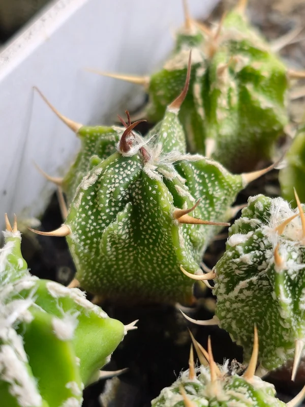 Astrophytum ornatum культивар 3