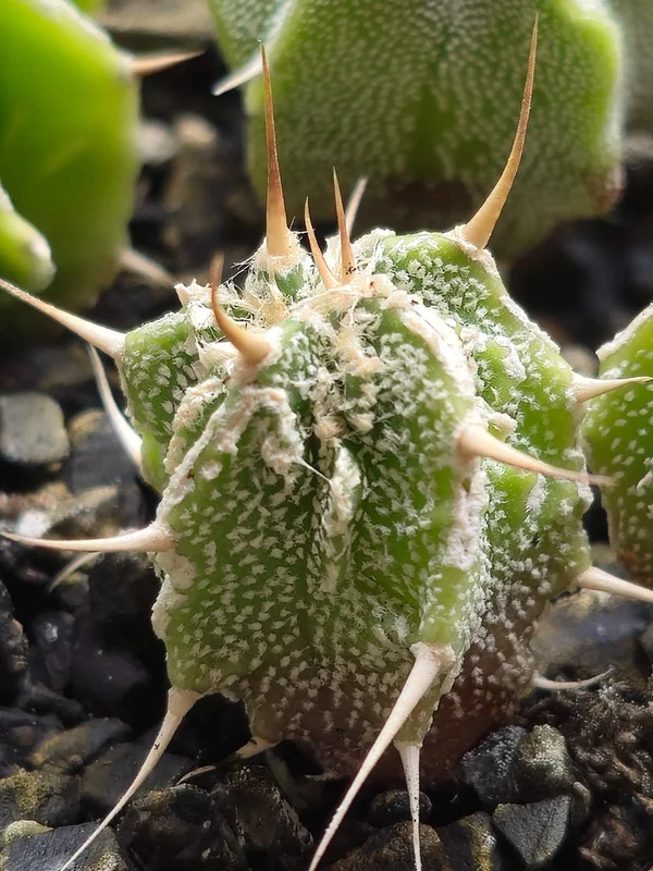 Astrophytum ornatum культивар 4