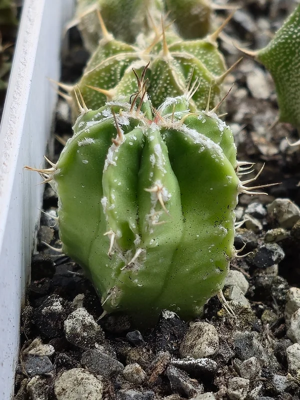 Astrophytum ornatum культивар 8