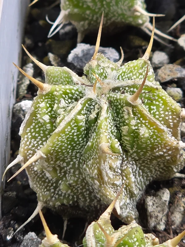 Astrophytum ornatum культивар 9