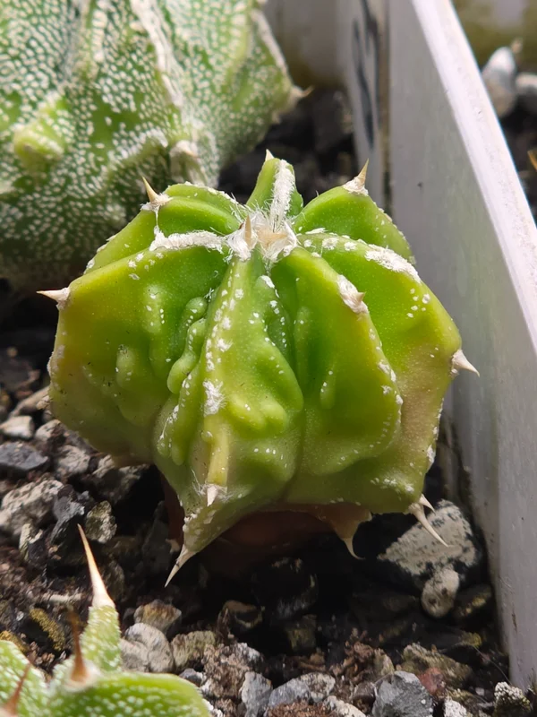 Astrophytum ornatum культивар 10
